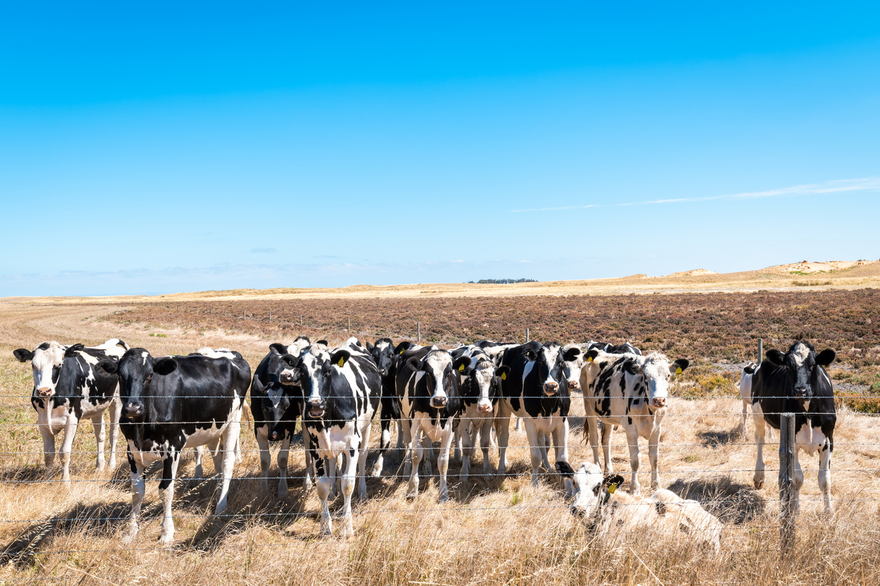Dairy cows on dry land.